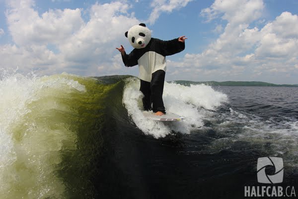 Panda-Surf
